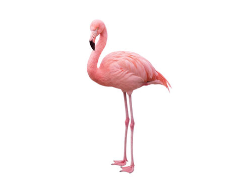 Pink flamingo standing, side view, isolated on transparent background (PNG)