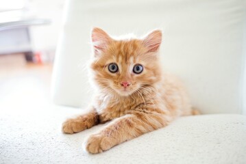 Fototapeta premium Cat Kitten