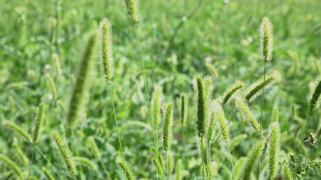 かわいいネコジャラシの草が風に揺られて遊んでいる風景