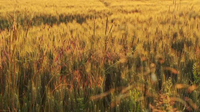 A lush summer landscape features green grass and reeds swaying in the wind across a rural wheat field under a blue sky