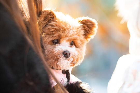 A cute curly-haired dog pomapoo with a snowy muzzle, wearing a pink jacket, looking attentively at the camera during a sunny winter day.
