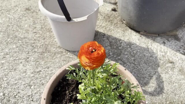 Bottone D'Oro, fiore da petali folti di colore arancione e polline nero, pianta in vaso