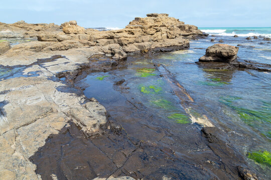 Petrified Jurassic forest at Curio Bay in the Catlins, New Zealand