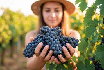 Naklejka premium Young Caucasian woman holding ripe wine grapes in vineyard at harvest. Viticulture and winemaking concept. 