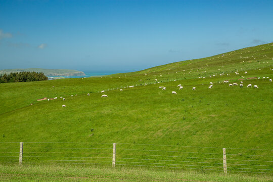 Flock of sheep grazing on a lush green, sunny, hillside paddock