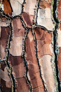 Rough tree bark texture and patterns