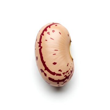 Single Pinto Bean Isolated on White Background 9.