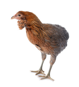 gray araucana chicken