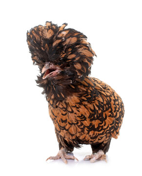 Padovana chicken in studio