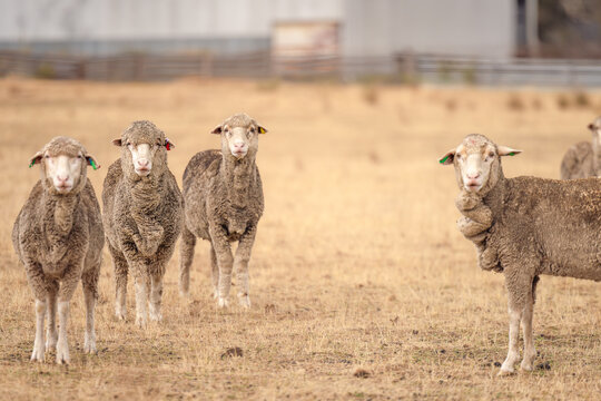 A flock of sheep stands in a dry, grassy field with a blurred background of farm buildings