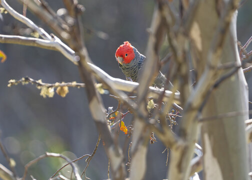 Male gang gang cockatoo perched at eye level in a snow gum