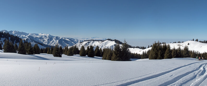 Stunning winter panorama of Kok Zhailau plateau with spruce forest and snow-capped peaks