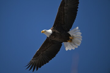 Obraz premium bald eagle in flight, wildlife, Canada, nature, wild animal, freedom, 