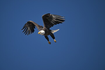 Obraz premium bald eagle in flight, wildlife, Canada, nature, wild animal, freedom, 