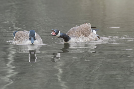 Canadian Goose Lets Out a Loud Honk Chasing Away Other Geese