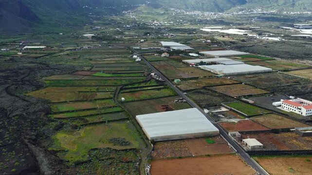 Pineapple Fields El Hierro Spain's Tropical Production Hub Canary Islands