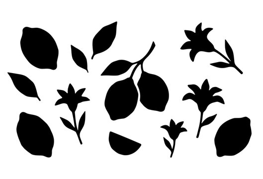 Lemon leaf and flower silhouette set citrus botanical vector illustration