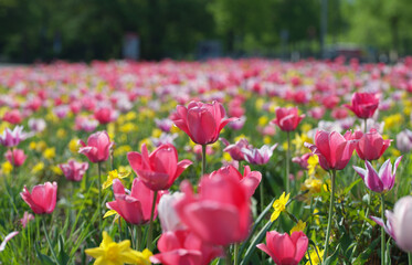 Obraz premium Vibrant Spring Tulip and Daffodil Field in Full Bloom Under Sunny Sky