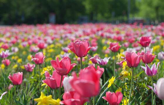 Vibrant Spring Tulip and Daffodil Field in Full Bloom Under Sunny Sky