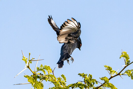 Phainopepla (Phainopepla nitens) Photo, in Flight, Coming in for Landing, Against a Clear Blue Sky