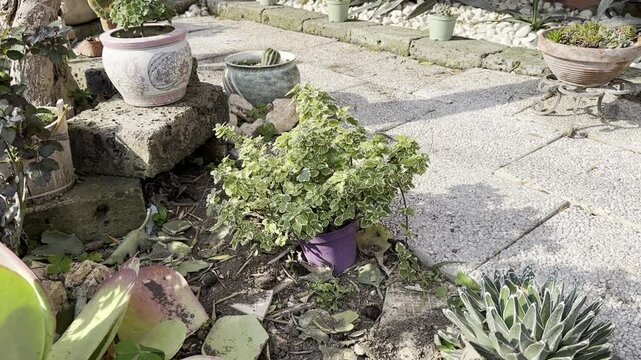 Pianta di Incenso in vaso viola nel messo del giardino 