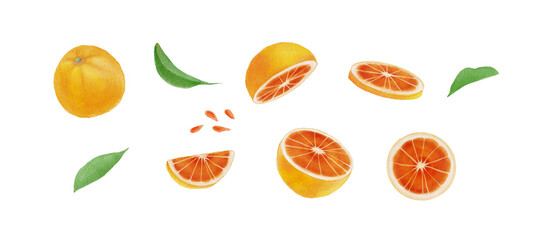 Watercolor blood orange fruit set, hand-painted fresh red citrus slices and leaves illustration-300dpi-