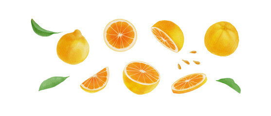 Watercolor orange fruit set, hand-painted fresh navel and valencia orange slices with leaves illustration-300dpi-