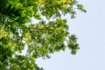 Fototapeta premium Lush green canopy above forest location nature bright daylight upward view serenity scene