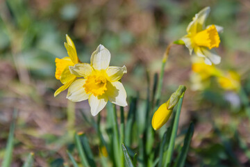 Obraz premium Yellow daffodils bloom in a sunny spring garden, surrounded by fresh green leaves and soft ground cover. The cheerful flowers evoke renewal, warmth, and early-season beauty outdoors