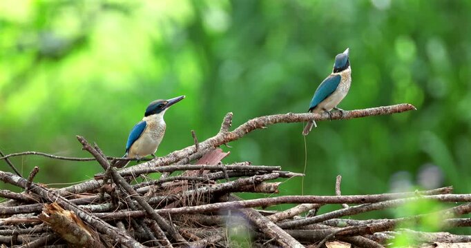 Pair of collared kingfishers, also known as white-collared kingfishers or mangrove kingfishers, resting on a pile of twigs against a blurred green foliage background.