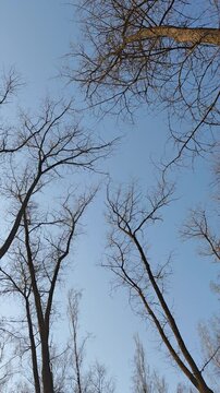 Bare tree branches against blue sky in early spring forest,Looking up at tall leafless trees with delicate branches against a clear blue sky. Minimal natural background symbolizing calm