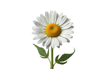 Naklejka premium Daisy flower head with white petals and yellow center, green stem and leaves on transparent background