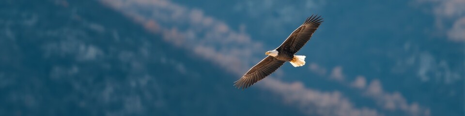 Fototapeta premium Bald eagle gliding over forested mountain slopes with clear detail on wings and tail against muted blue ridgelines in crisp daylight