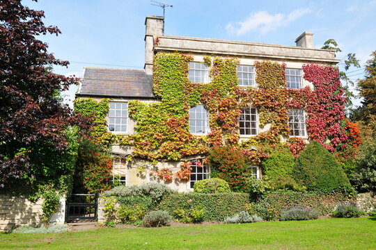 An elegant stone manor house adorned with vibrant autumn ivy in shades of red and green. This classic architectural scene, set behind a manicured hedge and garden lawn, represents luxury real estate.