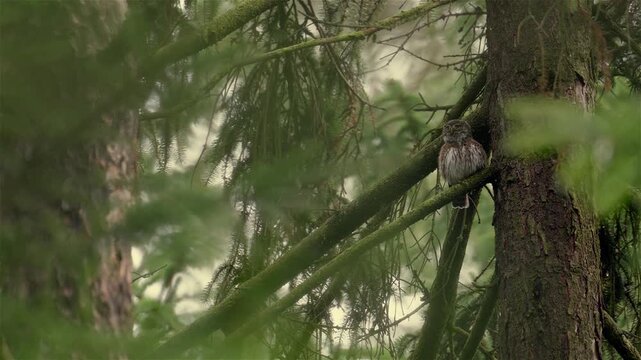Eurasian pygmy owl (Glaucidium passerinum) perches on a spruce tree and calls while looking around. The small owl remains alert in a natural woodland setting. Wildlife observation in outdoor.