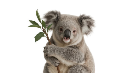 Naklejka premium Adorable koala holding eucalyptus leaf with soft gray fur and sweet face