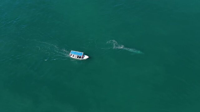 grey whale magdalena bay baja california sur mexico aerial 