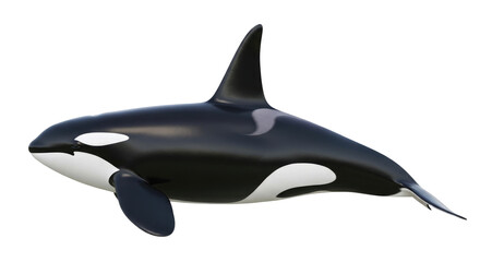 Obraz premium Orca whale black and white marine mammal
