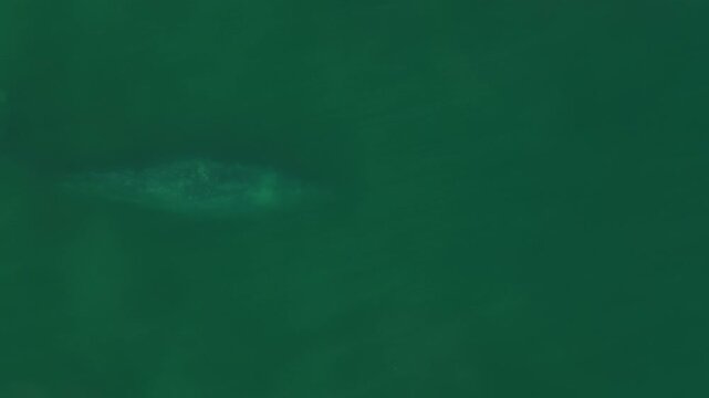 grey whale magdalena bay baja california sur mexico aerial 