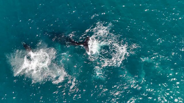humpback whale mother and calf braching in pacific ocean off the coast of cabo san lucas baja california sur mexico aerial footage 