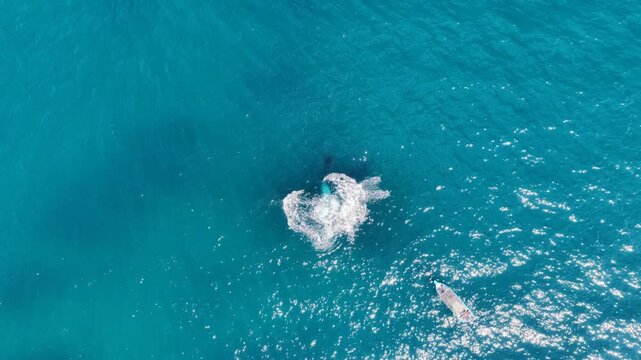 humpback whale mother and calf braching in pacific ocean off the coast of cabo san lucas baja california sur mexico aerial footage 