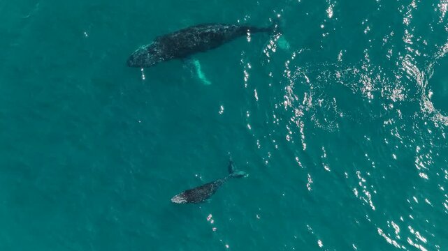 humpback whale mother and calf braching in pacific ocean off the coast of cabo san lucas baja california sur mexico aerial footage 