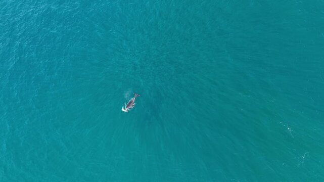 humpback whale mother and calf braching in pacific ocean off the coast of cabo san lucas baja california sur mexico aerial footage 