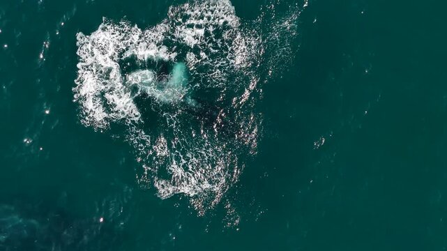 humpback whale mother and calf braching in pacific ocean off the coast of cabo san lucas baja california sur mexico aerial footage 