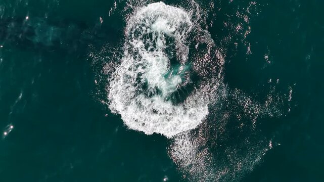 humpback whale mother and calf braching in pacific ocean off the coast of cabo san lucas baja california sur mexico aerial footage 