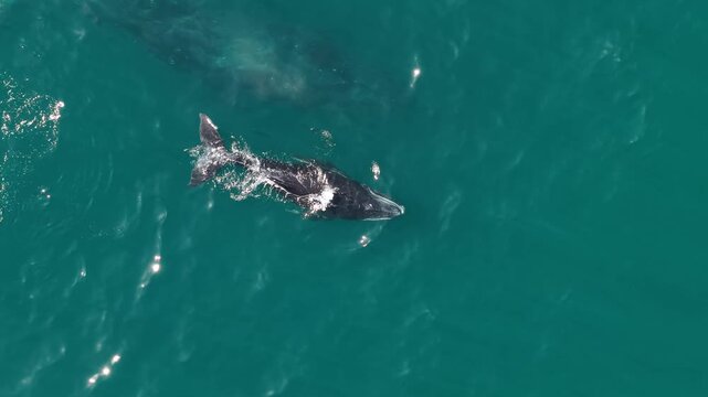 humpback whale mother and calf braching in pacific ocean off the coast of cabo san lucas baja california sur mexico aerial footage 