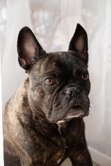 Fototapeta premium French bulldog looking serious, close-up of dog’s captivating gaze.