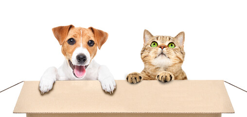 Funny Jack Russell Terrier puppy and curious Scottish Straight cat sitting together in cardboard box isolated on white background