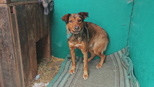 Scared dog barking aggressively at intruder 
