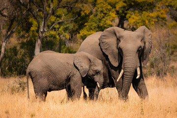 Fototapeta premium An African elephant with large tusks and a long trunk wanders through the grassy savanna of a Kenyan park